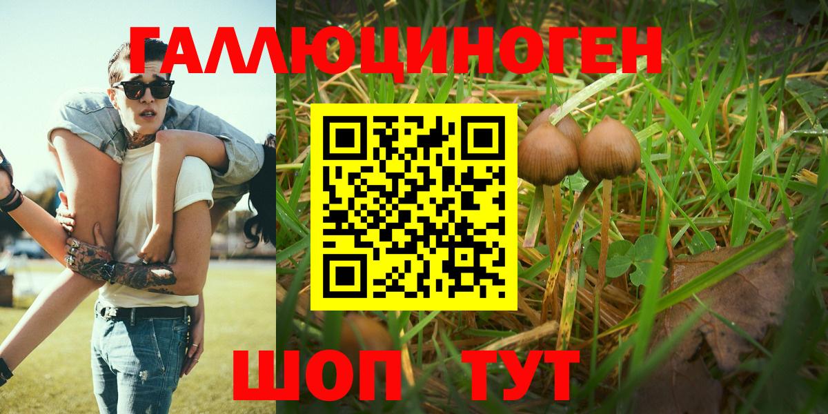 Галлюциногенные грибы Psilocybe Заинск